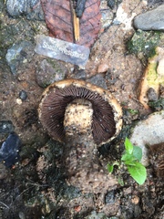 Lacrymaria lacrymabunda