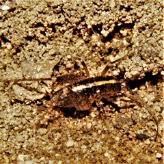 Ceuthophilus maculatus