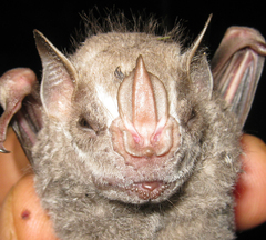 Hairy Big-Eyed Bat photo 3