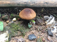 Lacrymaria lacrymabunda