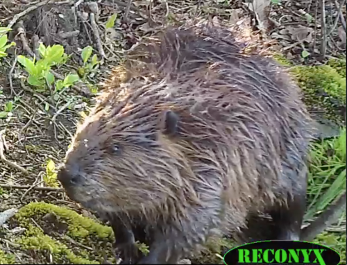 American Beaver photographed in New York