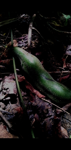 Image of Mucuna pruriens by (c) cristianol1456, some rights reserved (CC BY-SA)