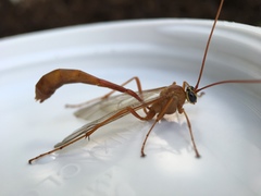 Enicospilus americanus-complex