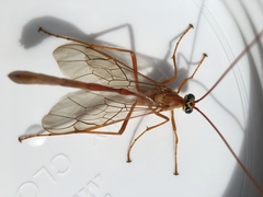 Enicospilus americanus-complex