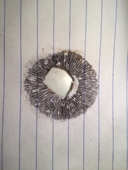 Lacrymaria lacrymabunda