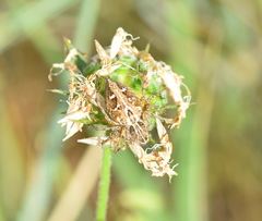 Oxyopes heterophthalmus