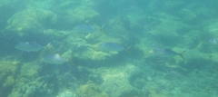 Caranx bartholomaei