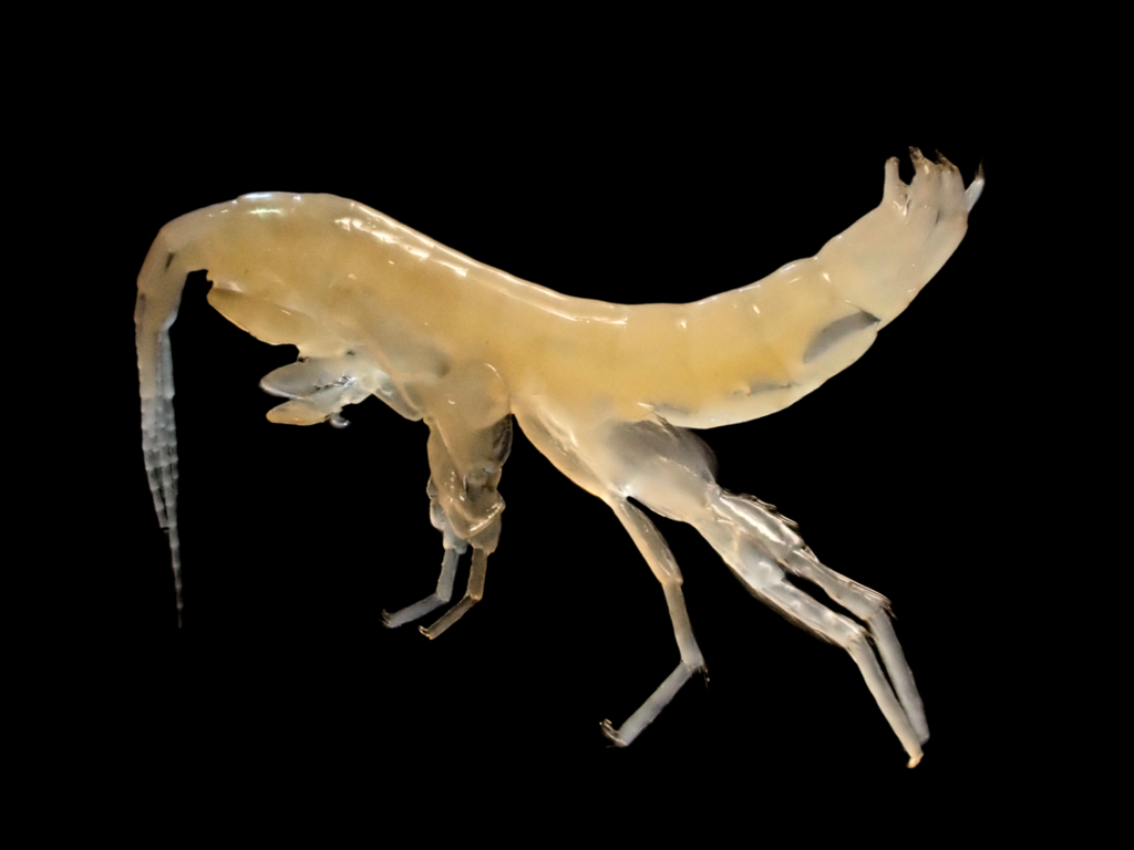 Pizzini's Amphipod