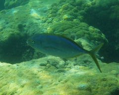 Caranx bartholomaei