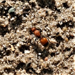 Dasymutilla nigripes