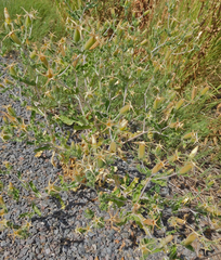 Mentzelia reverchonii