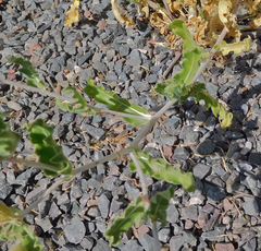 Mentzelia reverchonii