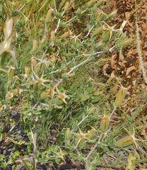 Mentzelia reverchonii