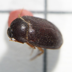 Attagenus unicolor