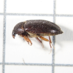 Attagenus unicolor