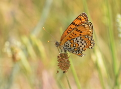 Melitaea arduinna