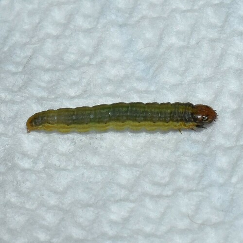 Tlascala Moth photo 4