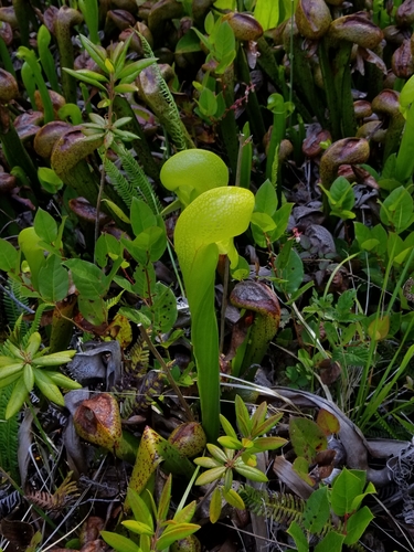 Darlingtonia californica