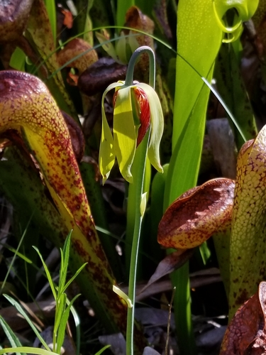 Darlingtonia californica