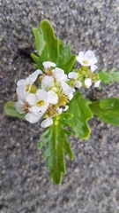 Cakile arctica