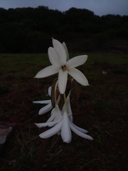 Crinum brachynema