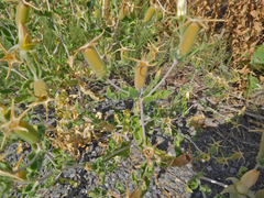 Mentzelia reverchonii