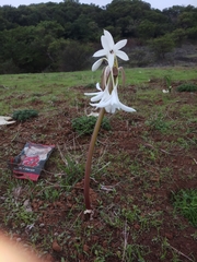 Crinum brachynema