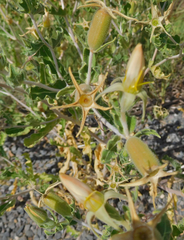 Mentzelia reverchonii