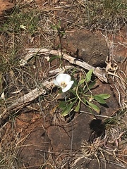 Calochortus howellii