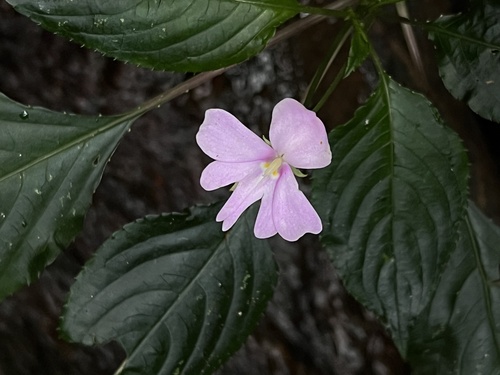 Impatiens engleri