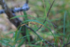 Carex michelii