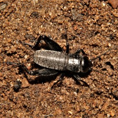 Gryllus veletis