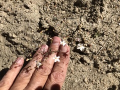 Nemacladus longiflorus