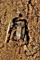 Gryllus veletis