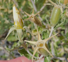 Mentzelia reverchonii