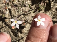 Nemacladus longiflorus