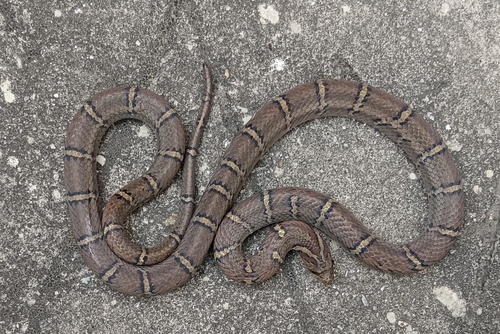 Light-barred Kukri Snake