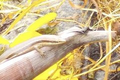 Trachylepis sechellensis