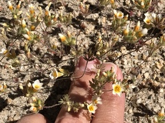 Leptosiphon lemmonii