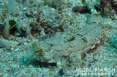 Diplogrammus goramensis