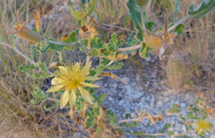 Mentzelia reverchonii