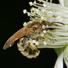 Lasioglossum pilosum