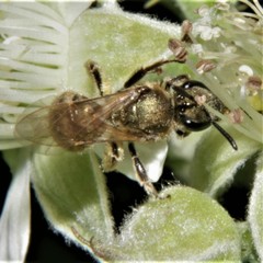Lasioglossum pilosum