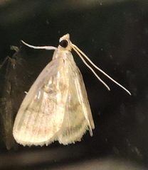 Crocidophora tuberculalis