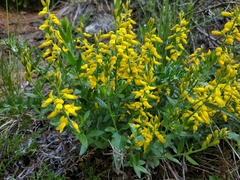 Genista germanica