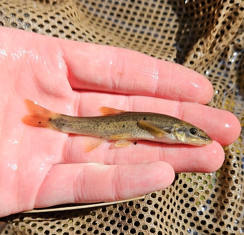 Longnose Dace