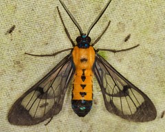 Sarosa notata