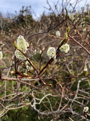 Salix planifolia