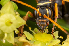 Parabatozonus lacerticida