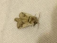 Parahypopta caestrum